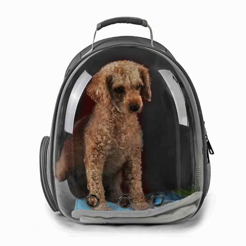 Dog Sitting in Gray Bag - Pet Carrying Backpack with Big Window